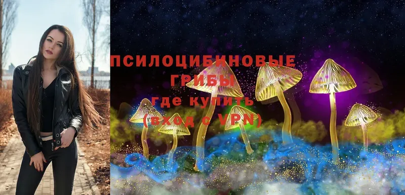 Галлюциногенные грибы Psilocybe Заозёрный